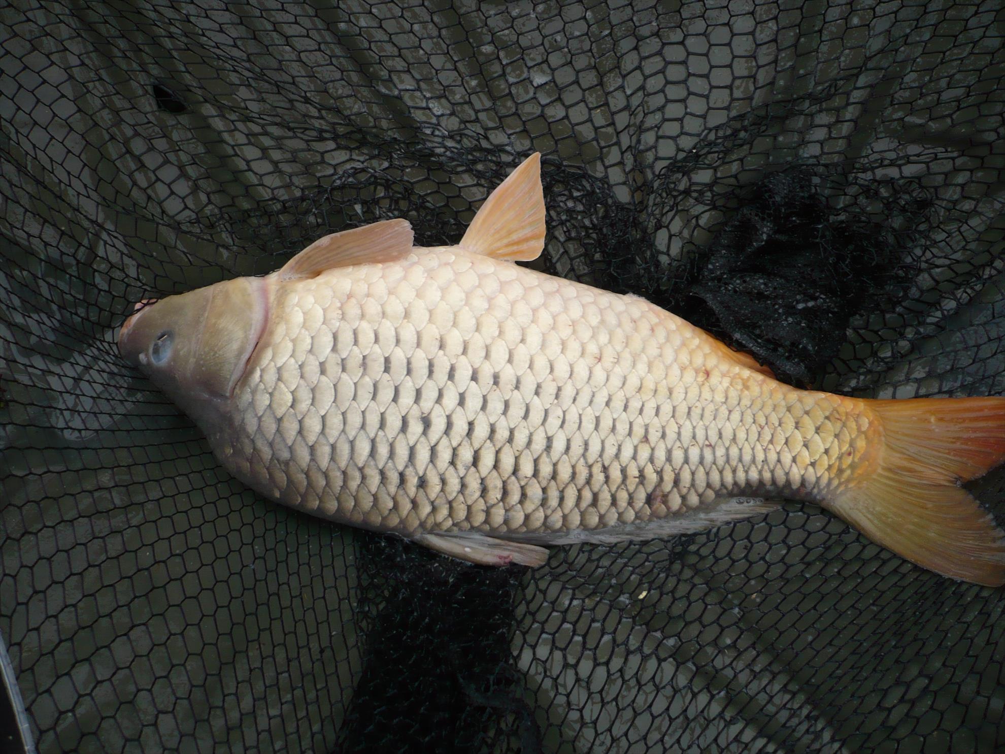 MV2 - 13.NOI.2013 - p1010920.JPG